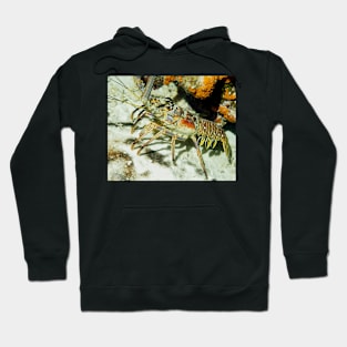 Caribbean Reef Lobster showing its beautiful colors Hoodie